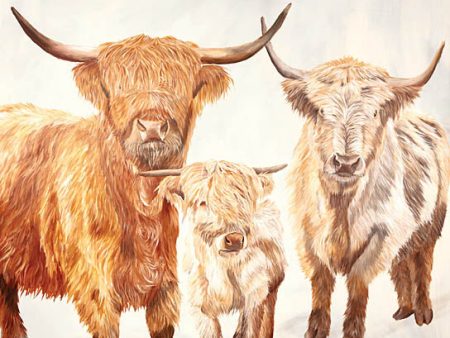 DF143 - Hairy Highland Cattle - 16x12 Sale